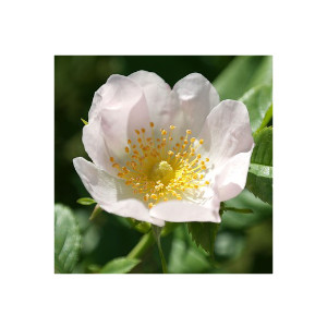 Wildrose